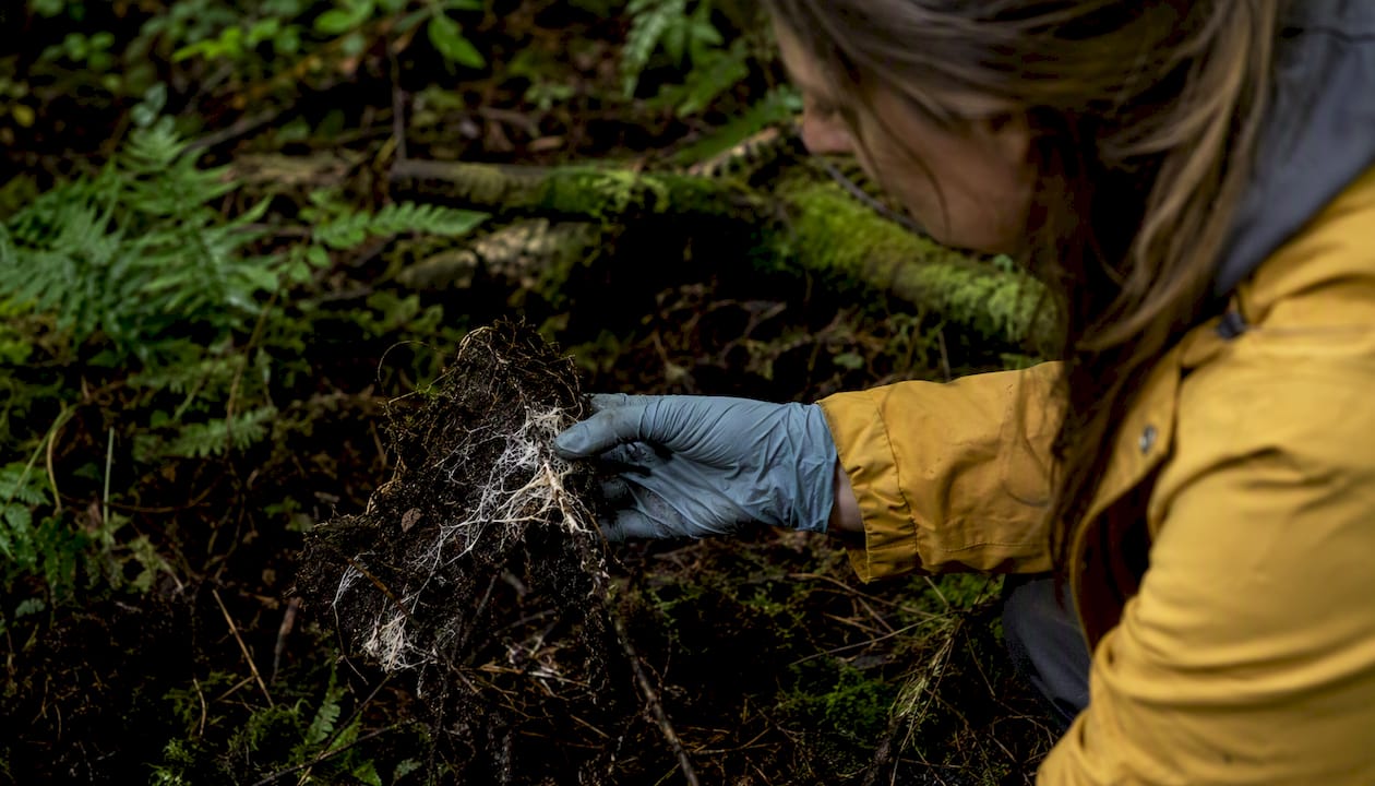 Fungal network connecting tree roots in forest soil
