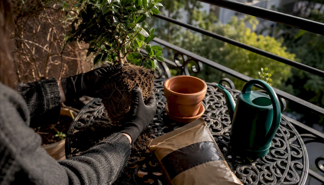 Des mains protégées par des gants s'affairent à rempoter un ficus dès l'arrivée du printemps.