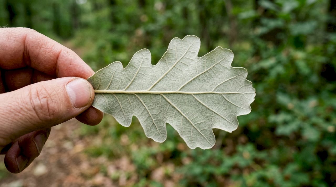 Détail de la face inférieure d’une feuille de noisetier, mettant en évidence la présence de fins poils.