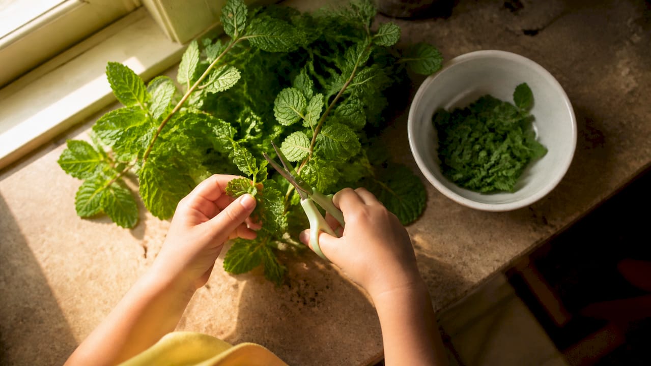 Child snipping fresh mint leaves indoors