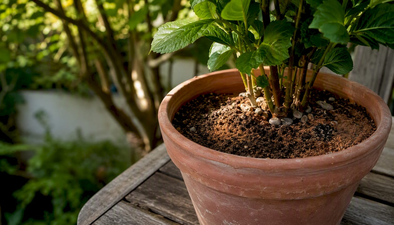 Hortensia en pot avec un substrat de terre disposé en couches