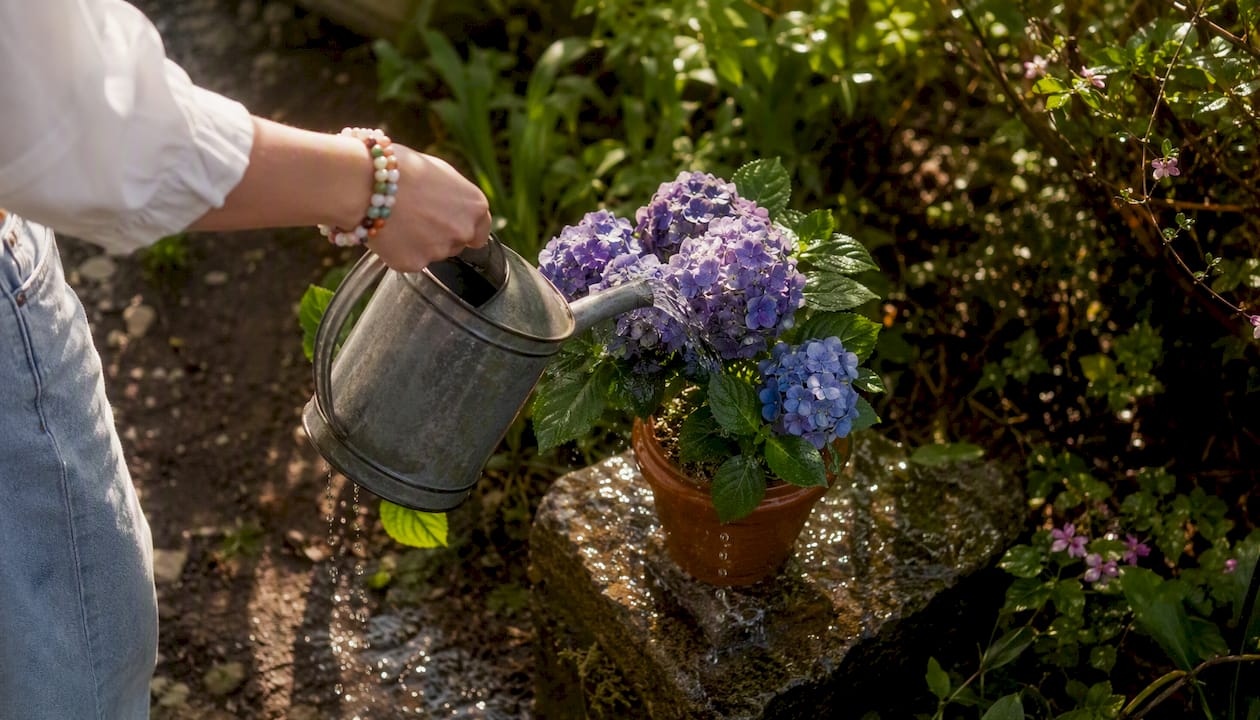 Le matin, j’arrose délicatement la terre au pied des hortensias.