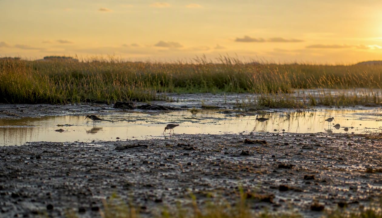 UK coastal saltmarsh ecosystem with birds