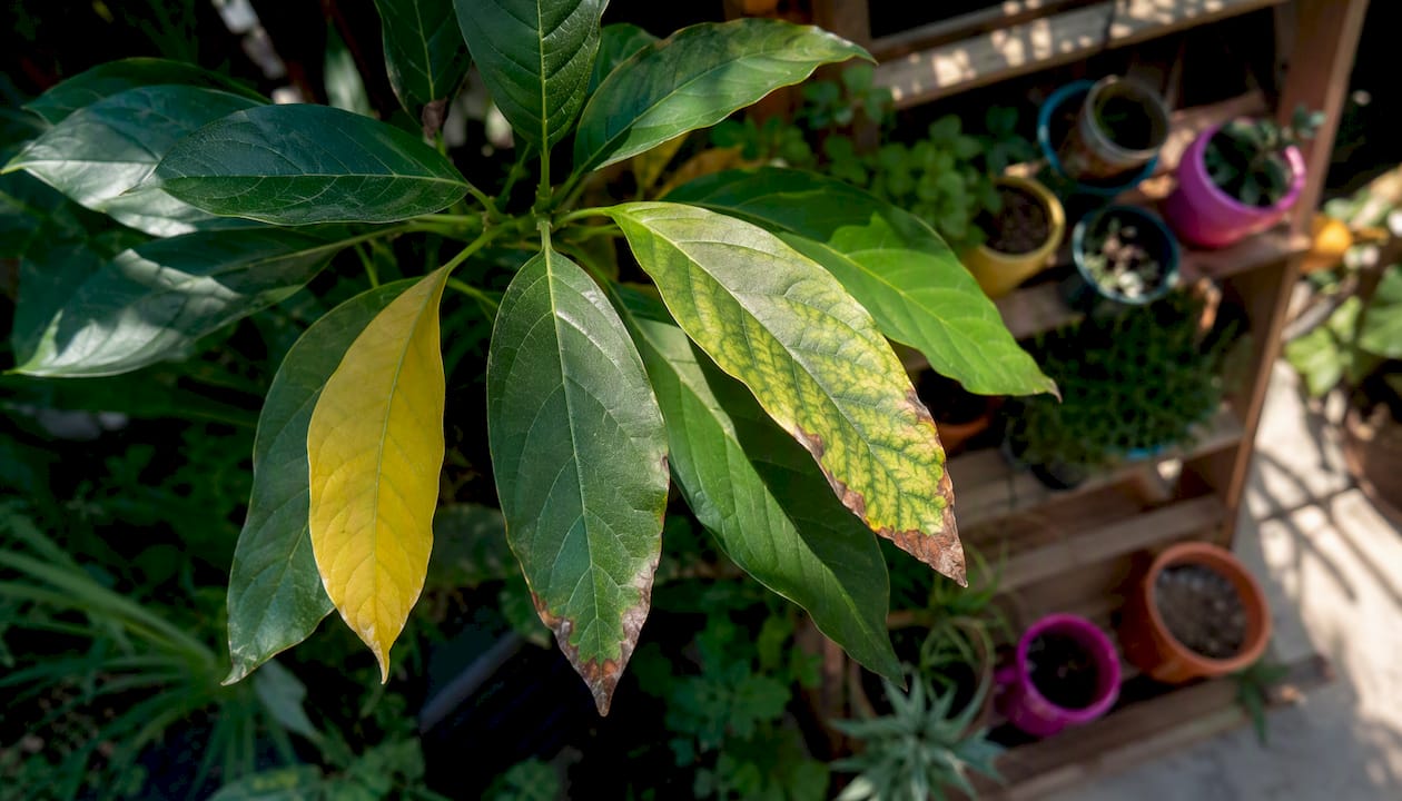 Différents symptômes observés sur les feuilles d’avocatier