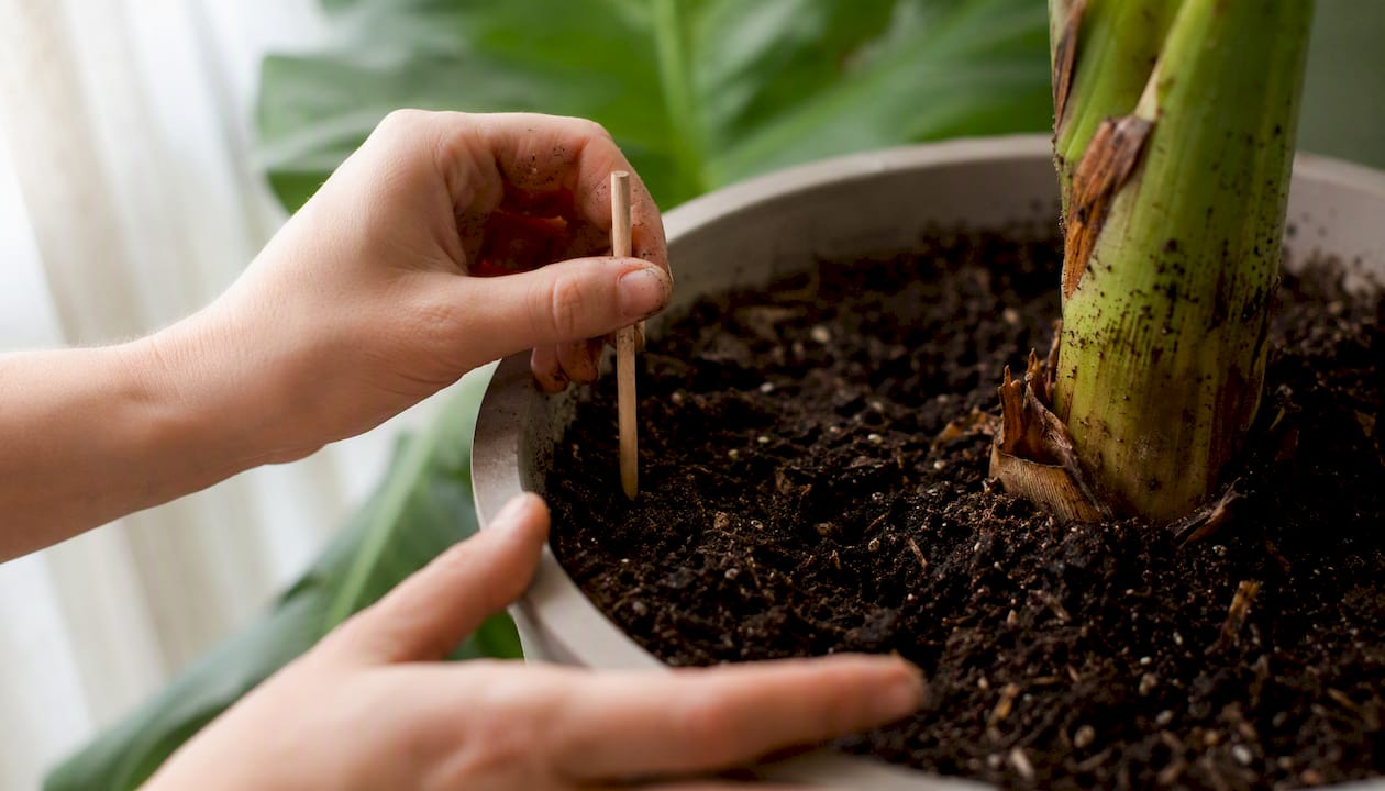 Vérifier l’humidité de la terre autour des bananiers en la touchant avec la main