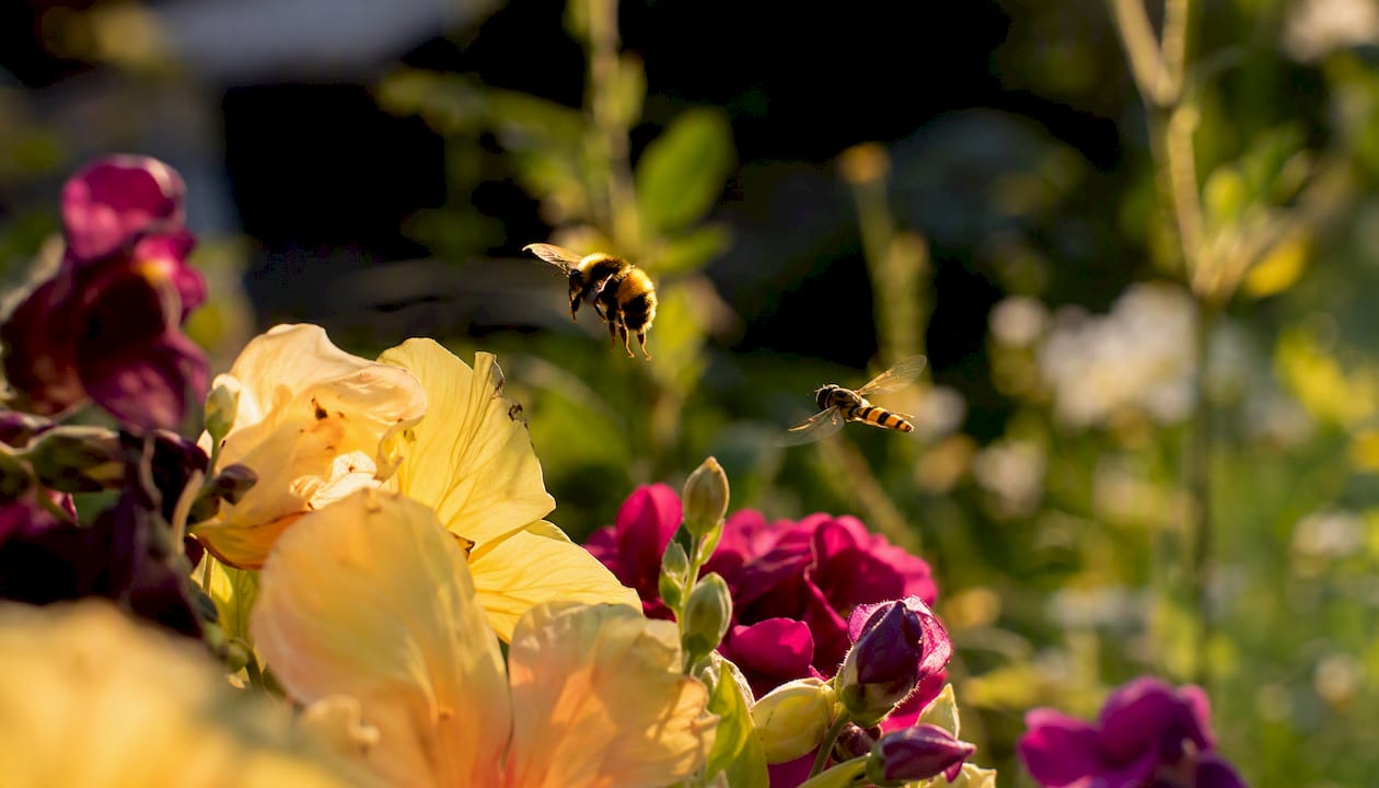 Bee and hoverfly flying near flowers