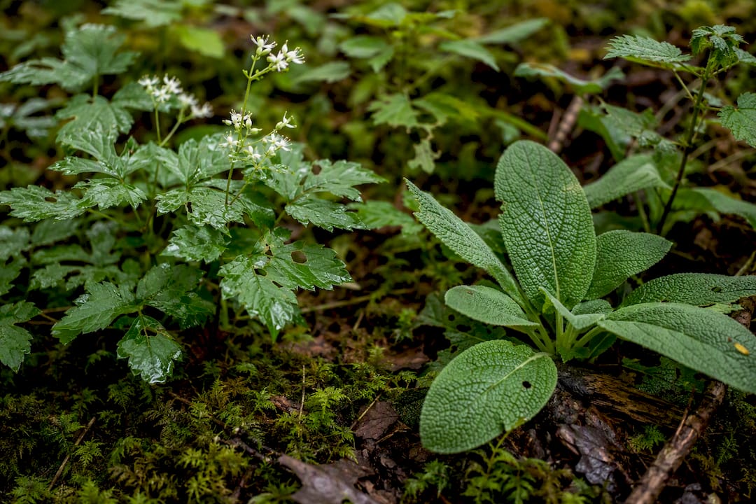 Gros plan sur des plantes médicinales sauvages en forêt