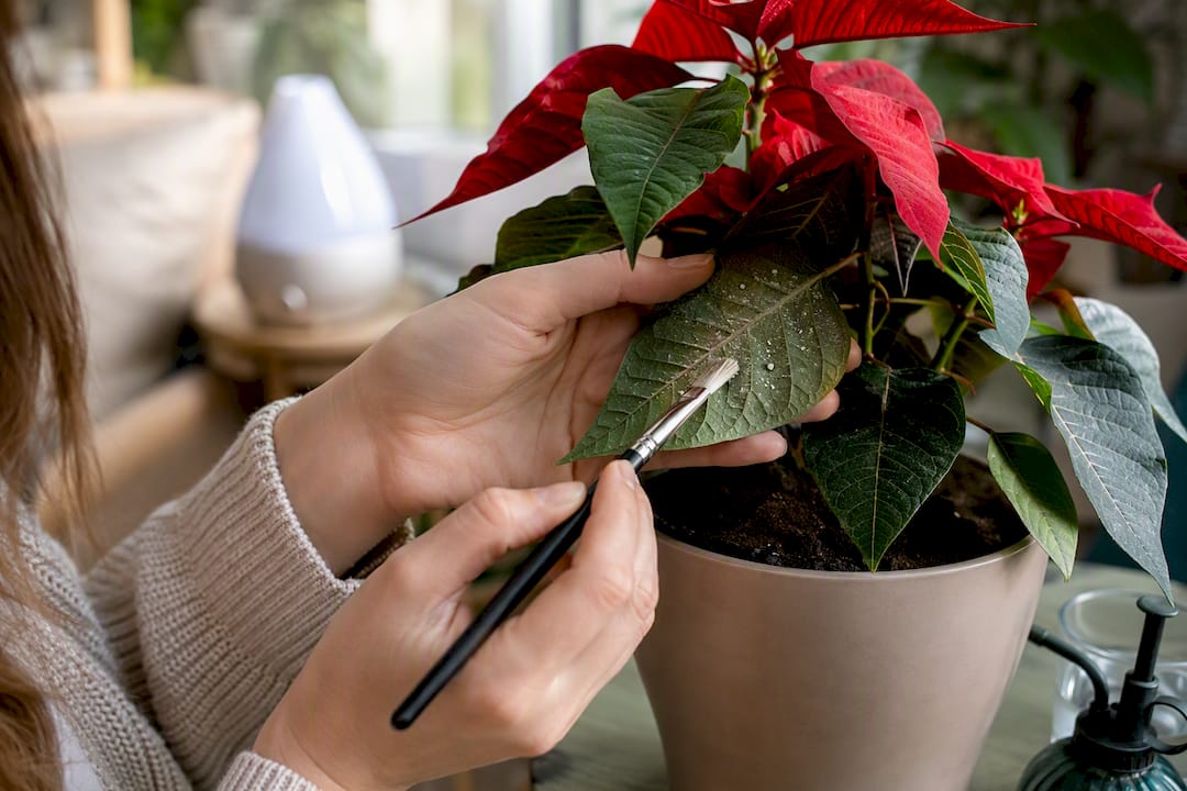 Main vérifiant les feuilles de poinsettia pour repérer des insectes