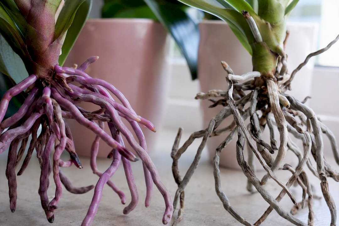 Racines d’orchidée saines et vertes contre des racines sèches et grises