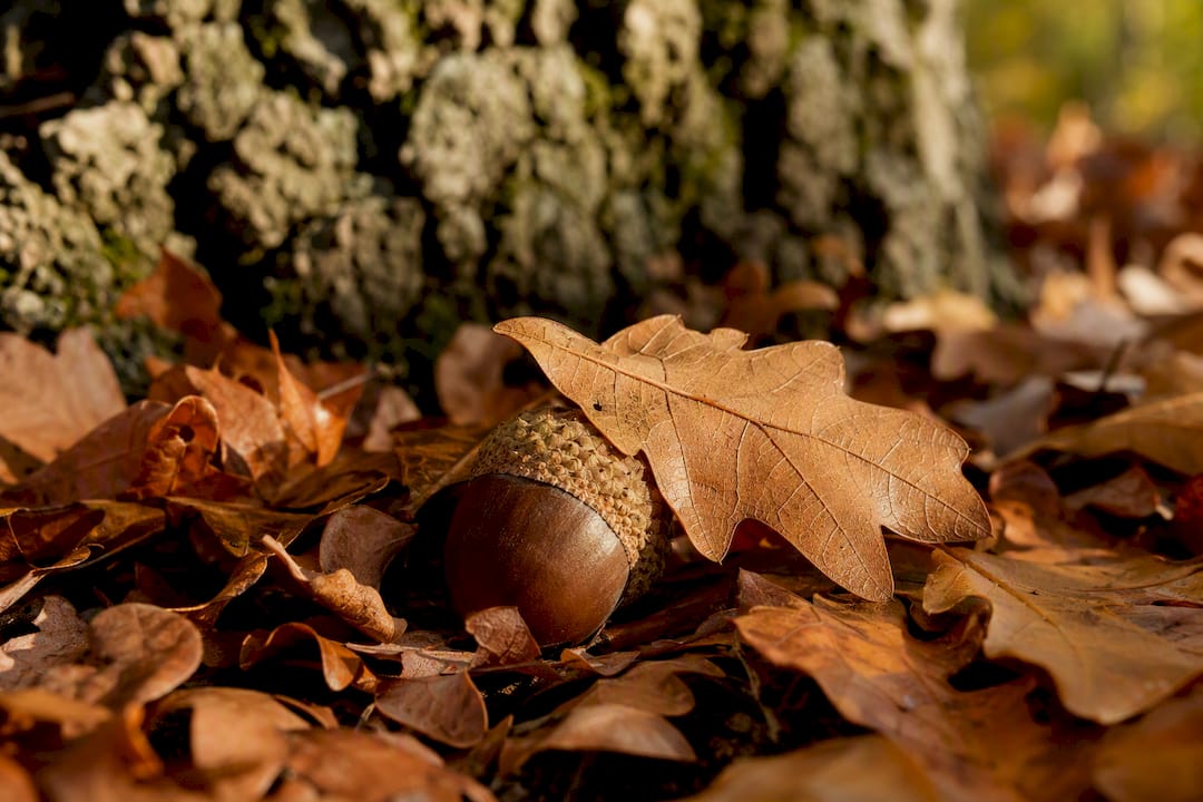 Gland de chêne avec une feuille de chêne au sol de la forêt