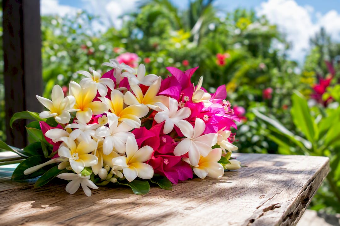 Tiare tahiti, frangipanier et fleurs de bougainvillier