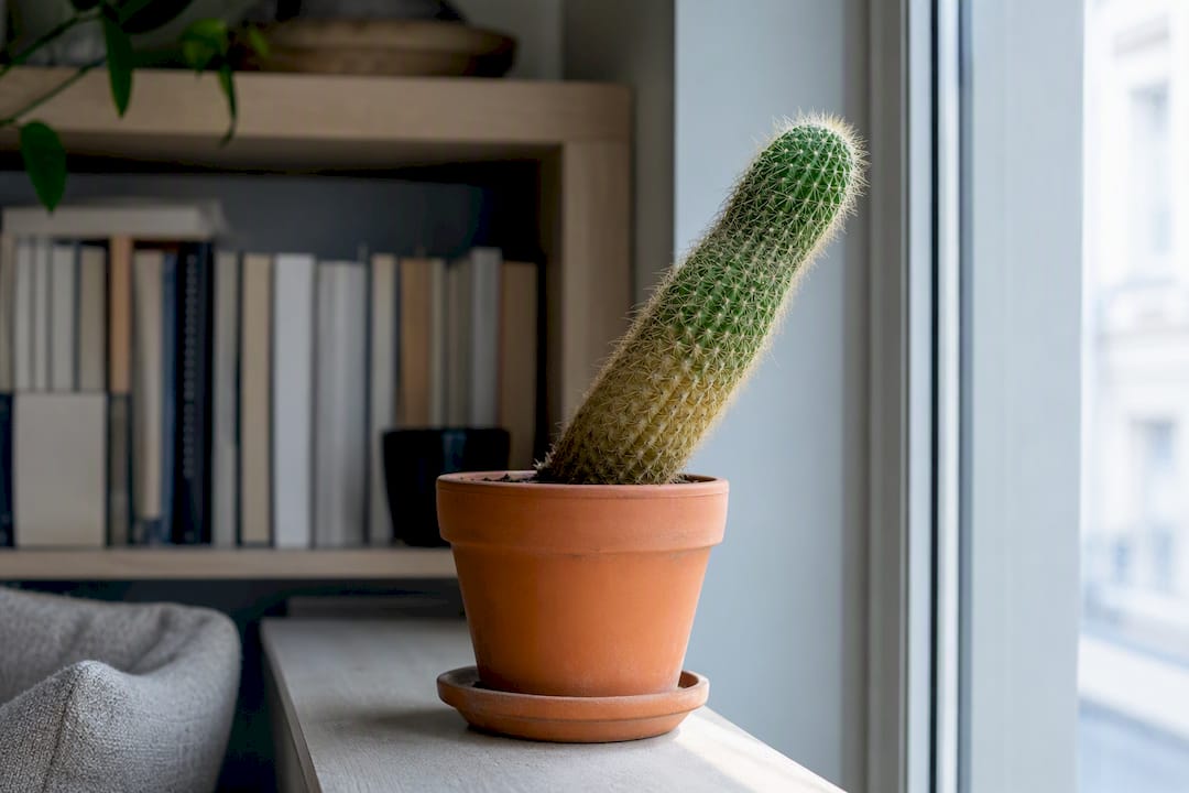 Cactus incliné vers une fenêtre lumineuse
