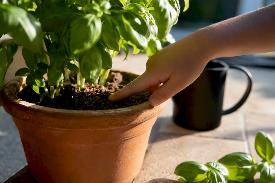 Doigt d’enfant touchant la terre du basilic