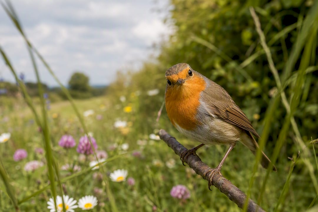 Un oiseau tourne la tête vers l'appareil photo