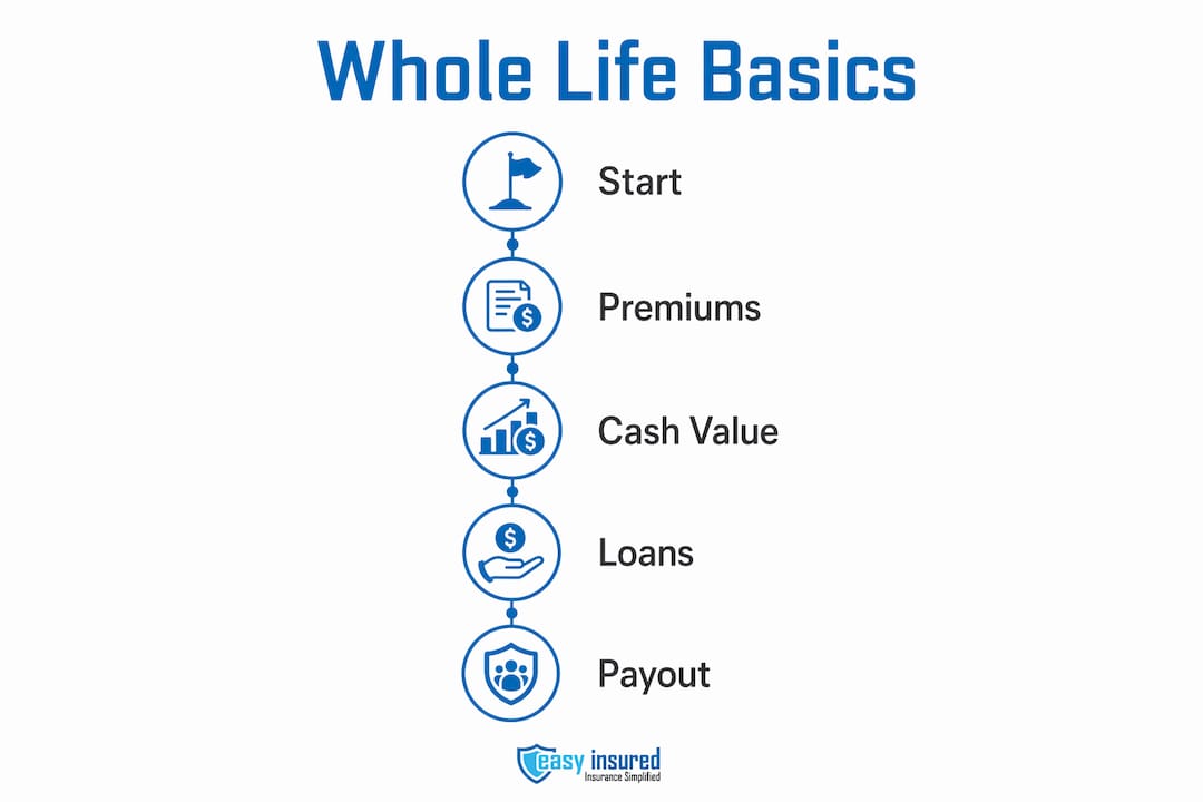 Infographic showing how whole life insurance works in steps