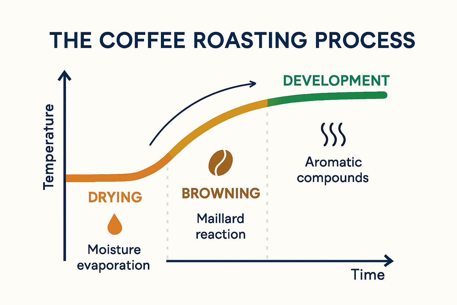 infographic showing main coffee roasting stages and flavour changes