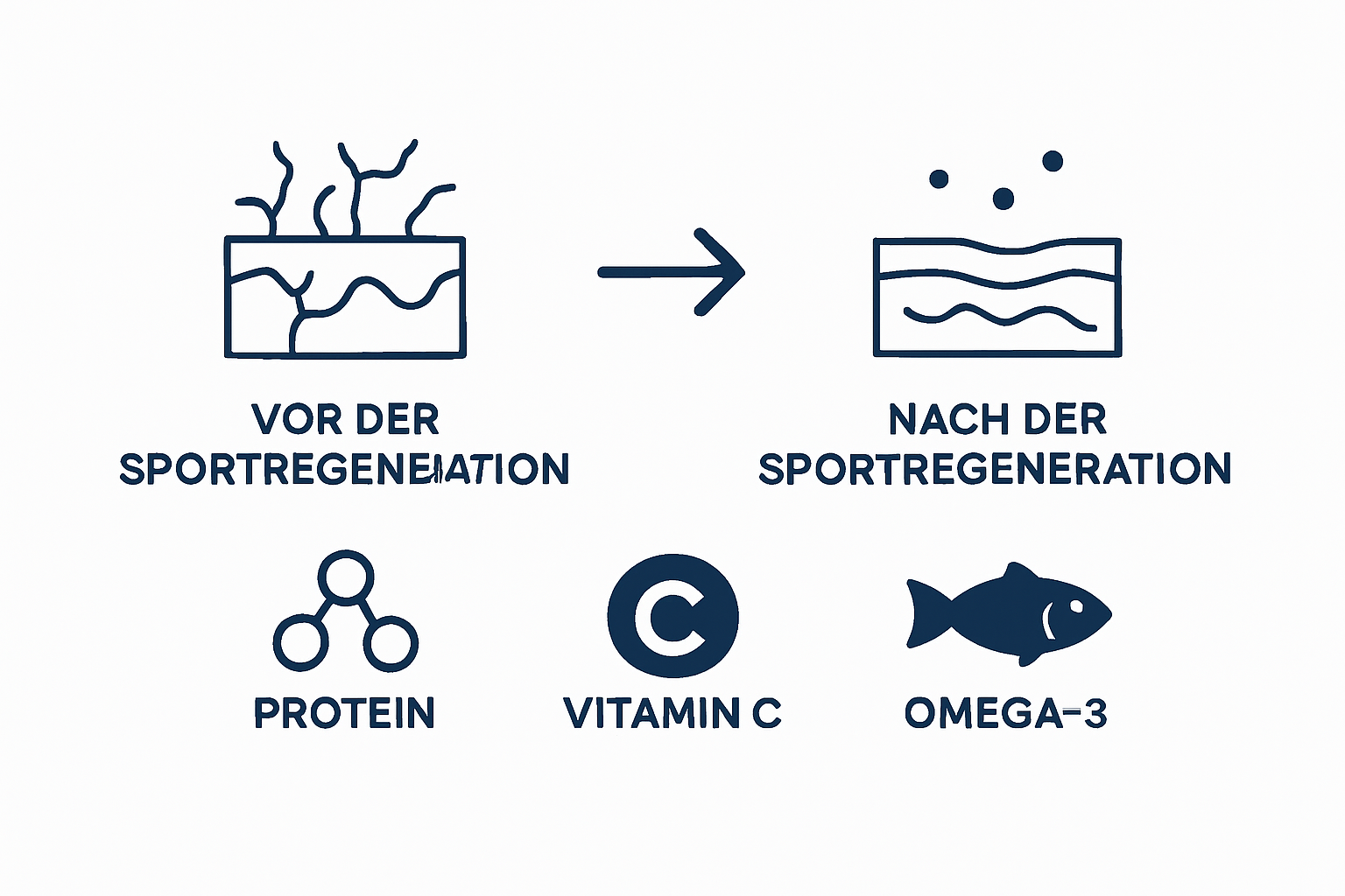 Infographic showing before and after skin regeneration and main supporting nutrients