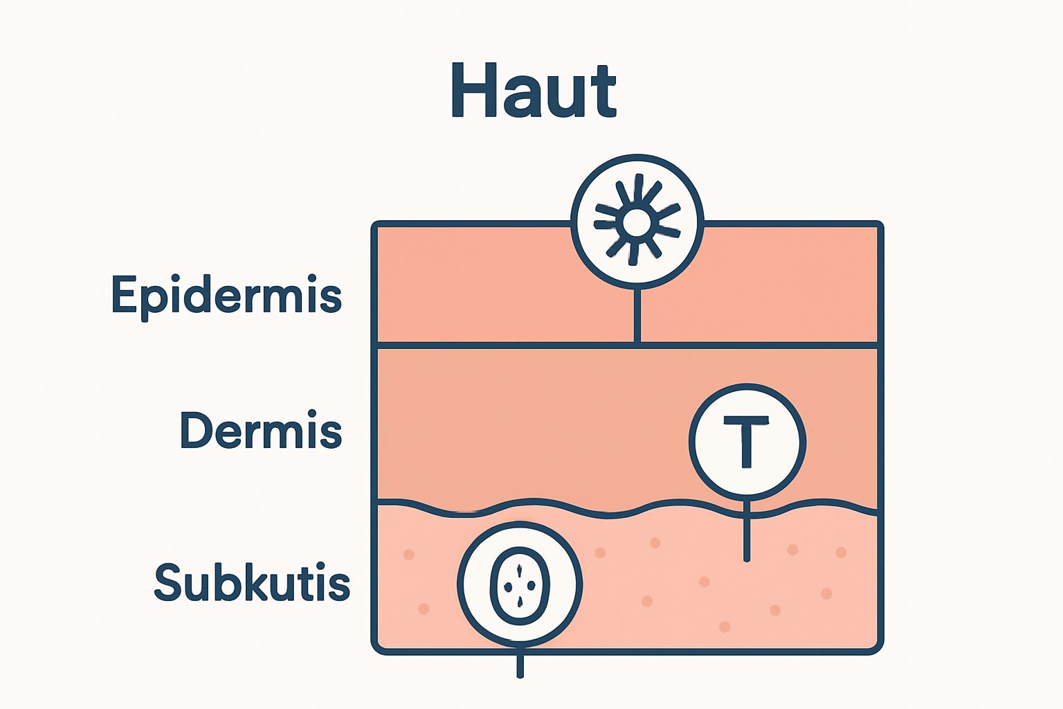 Infographic shows skin layers with key immunzellen.
