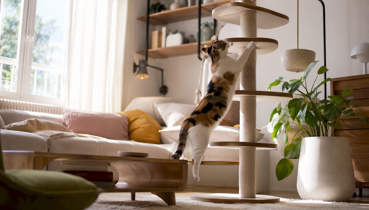 Black and white cat climbing wall-mounted cat furniture
