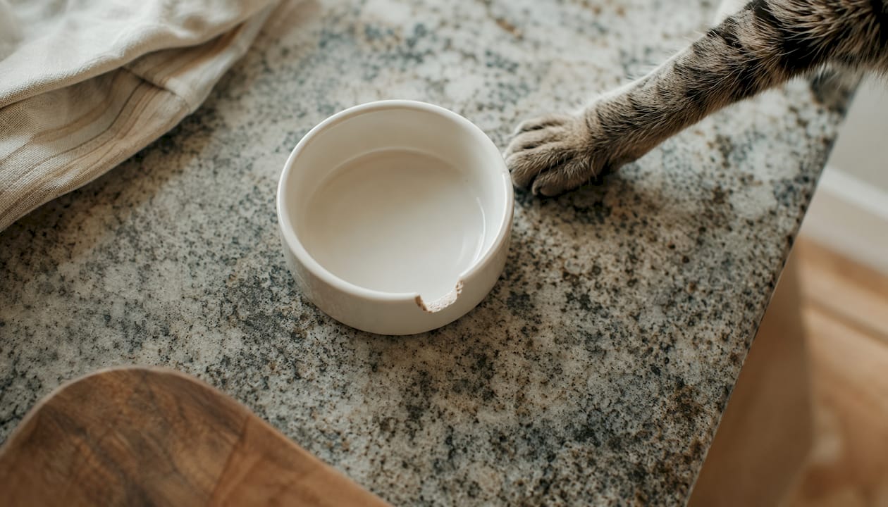 Chipped ceramic cat bowl on wooden counter