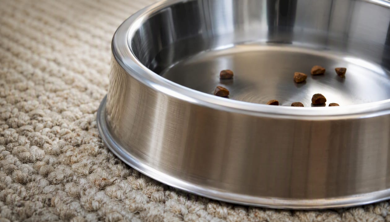Close-up of clean stainless steel cat bowl