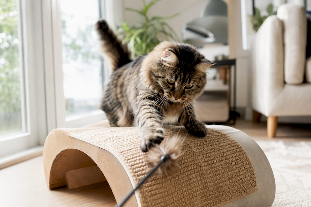 Cat playing on scratcher with wand toy