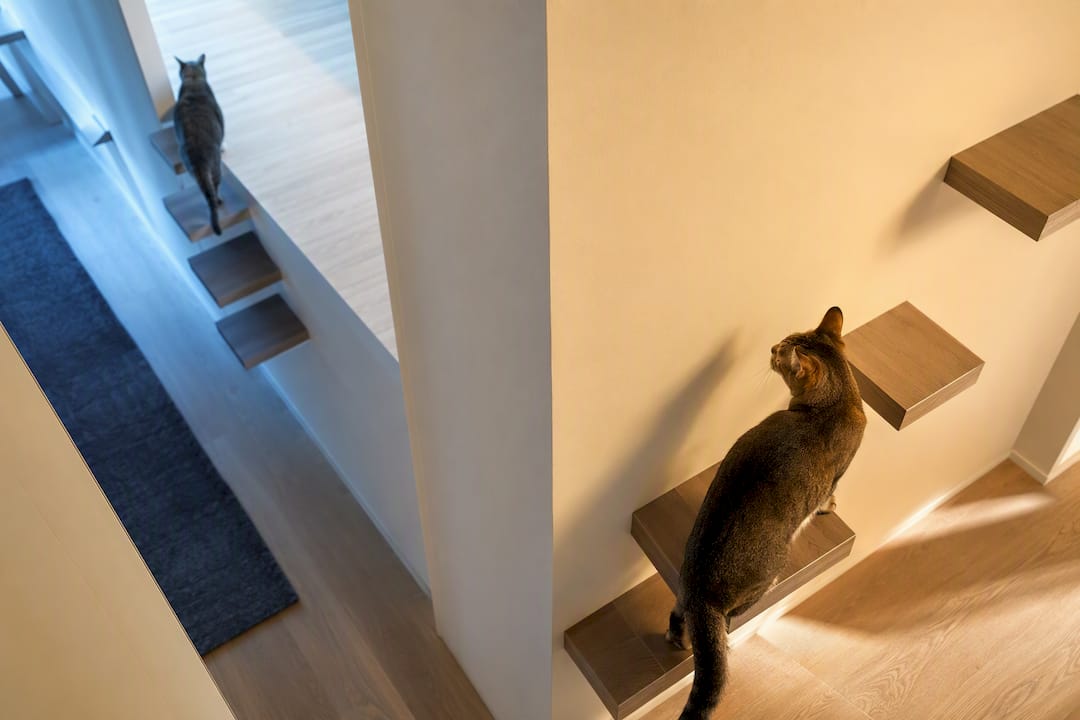 Two cats using separate elevated routes
