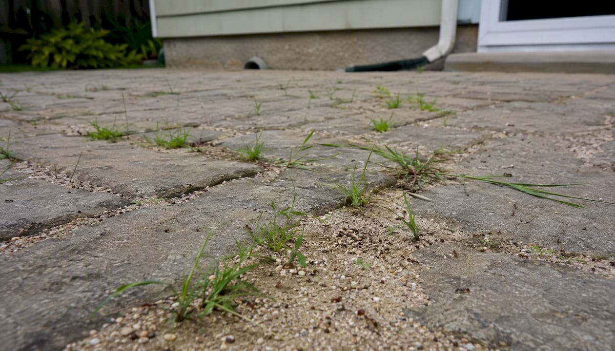 Weeds growing in paver joints with loose sand
