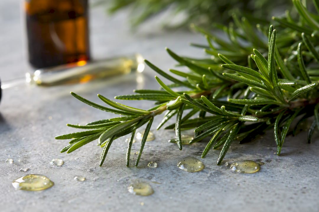 Fresh rosemary sprigs with oil droplets