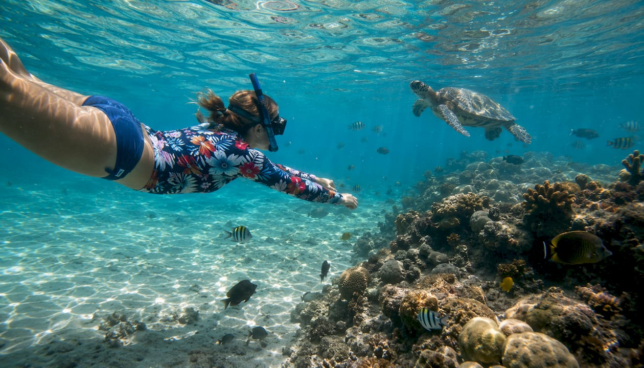 Snorkeler observing diverse marine life underwater