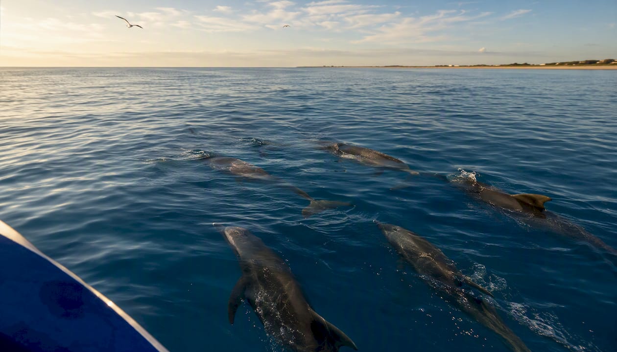 Pod of bottlenose dolphins swimming in ocean