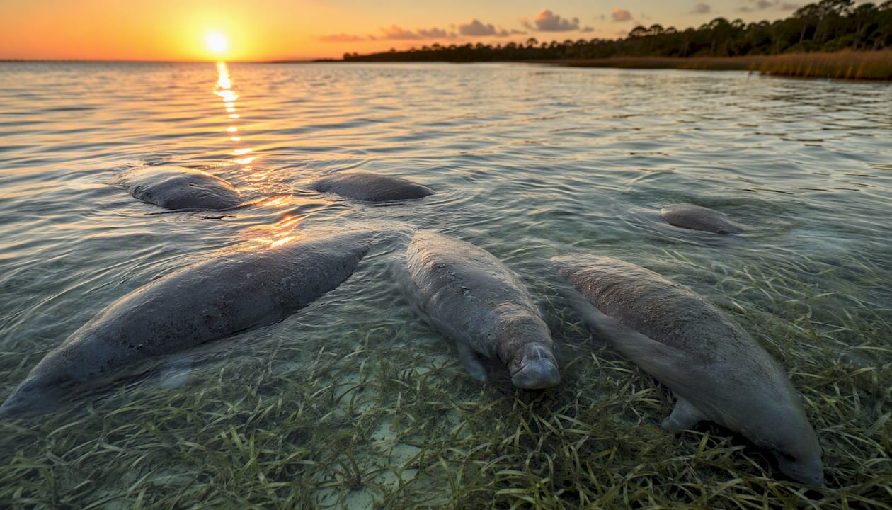 Group of manatees grazing underwater seagrass
