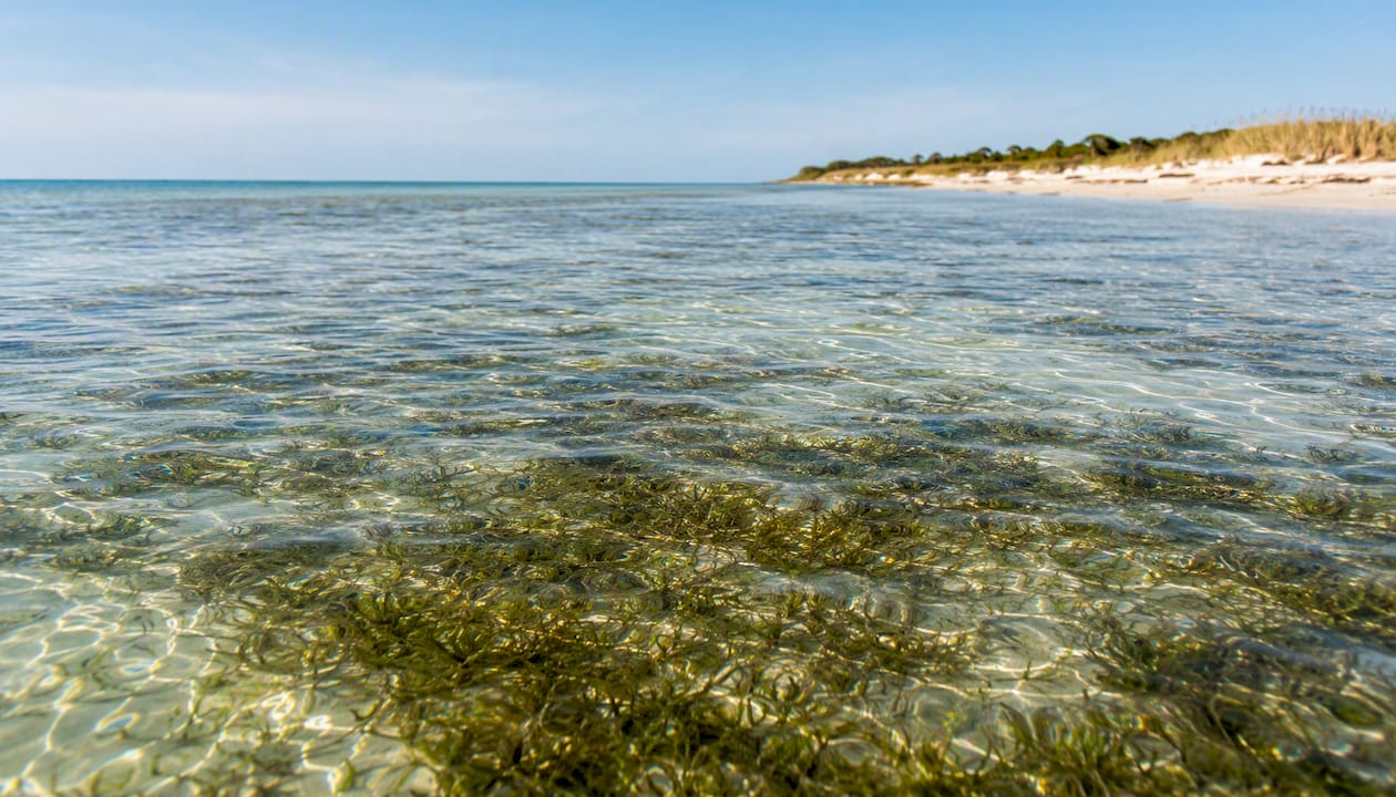 Seagrass flats in shallow bay waters at Shell Island
