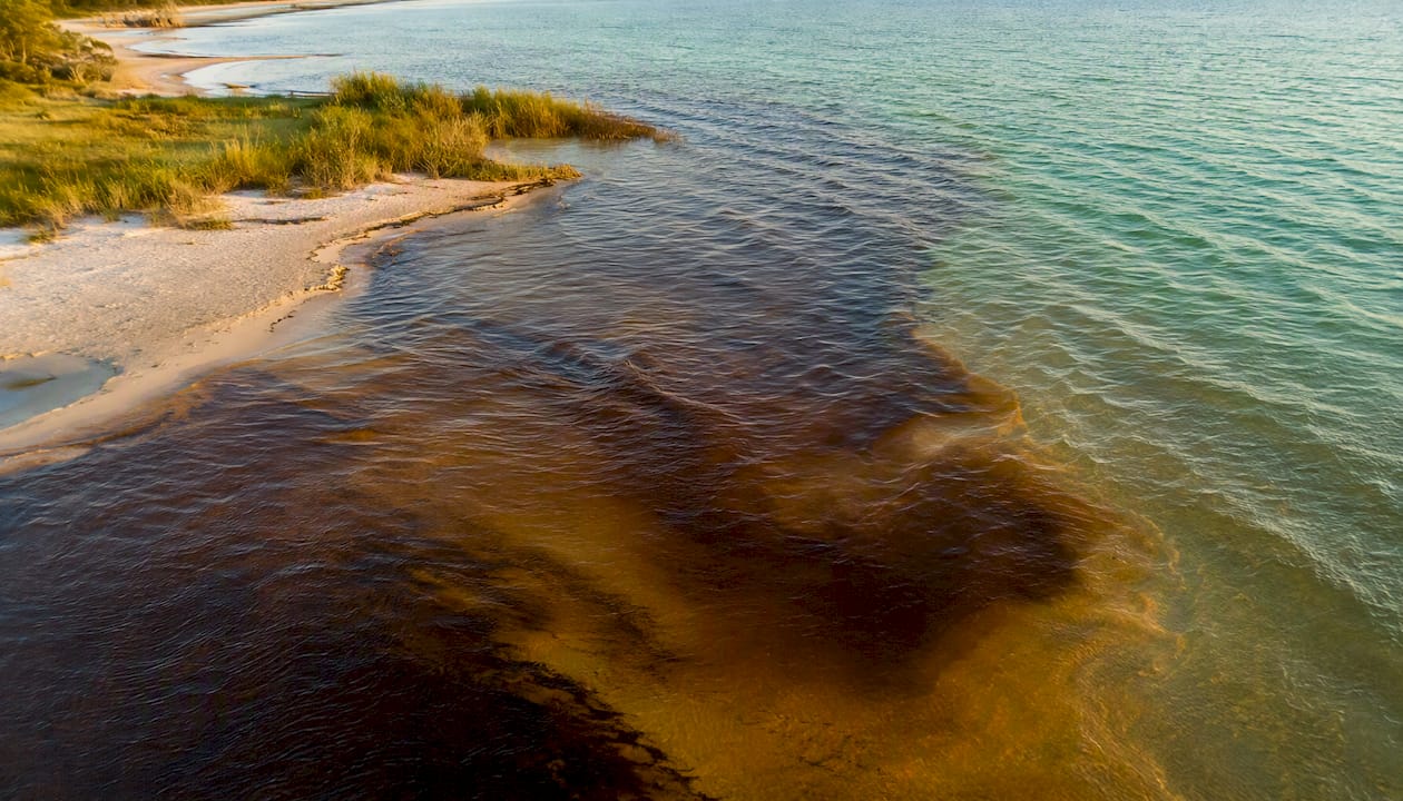 Brown freshwater tannin streams entering clear coastal water