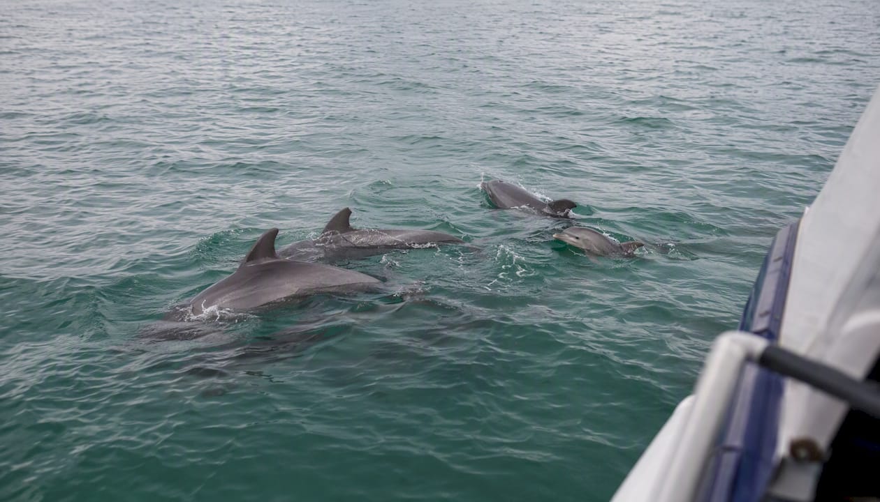 Wild dolphins socializing near water surface