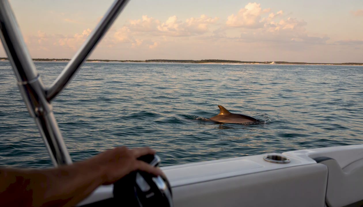 Dolphin surfacing near powerboat at Florida Gulf Coast