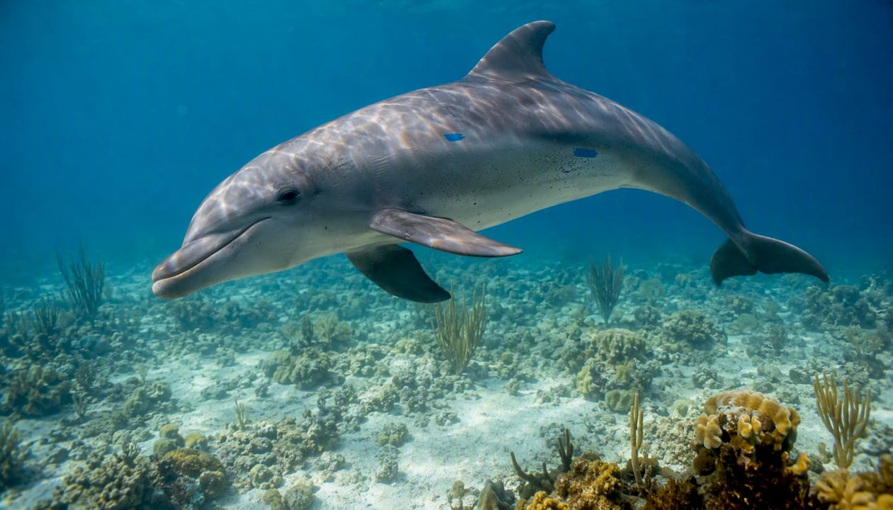 Underwater close-up of wild dolphin near seagrass