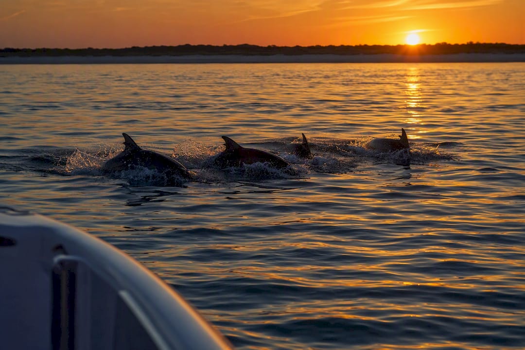 Dolphins surfacing in golden sunset light