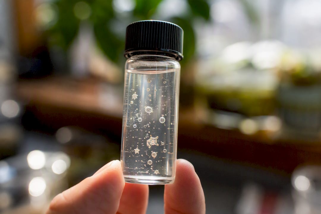 Close-up of waterborne microbes in vial