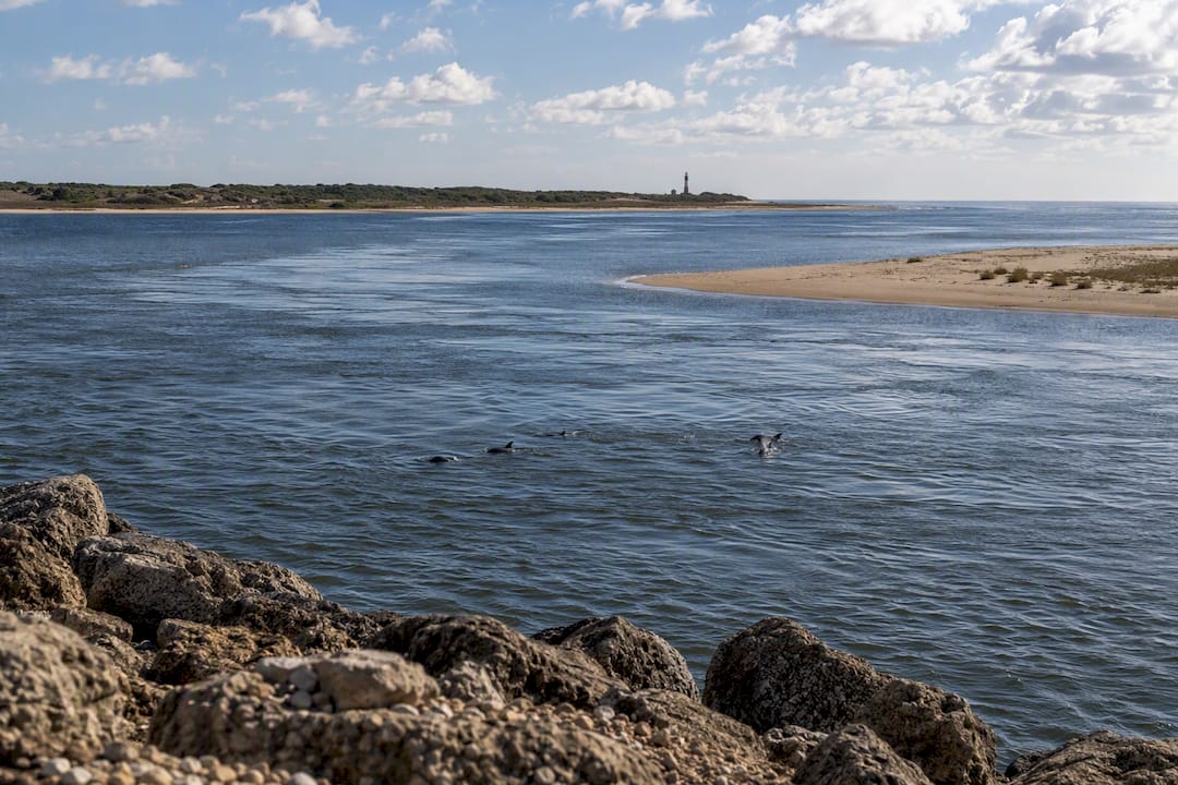 Dolphins surfacing near sandbar and pier