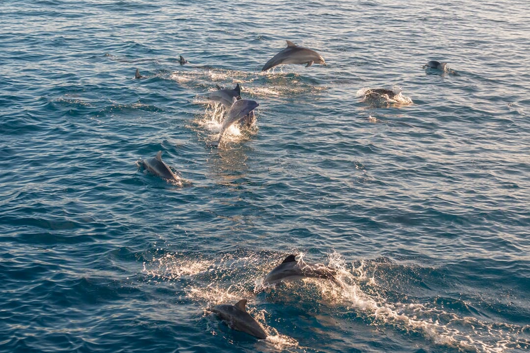 Dolphins leaping and splashing in coastal water
