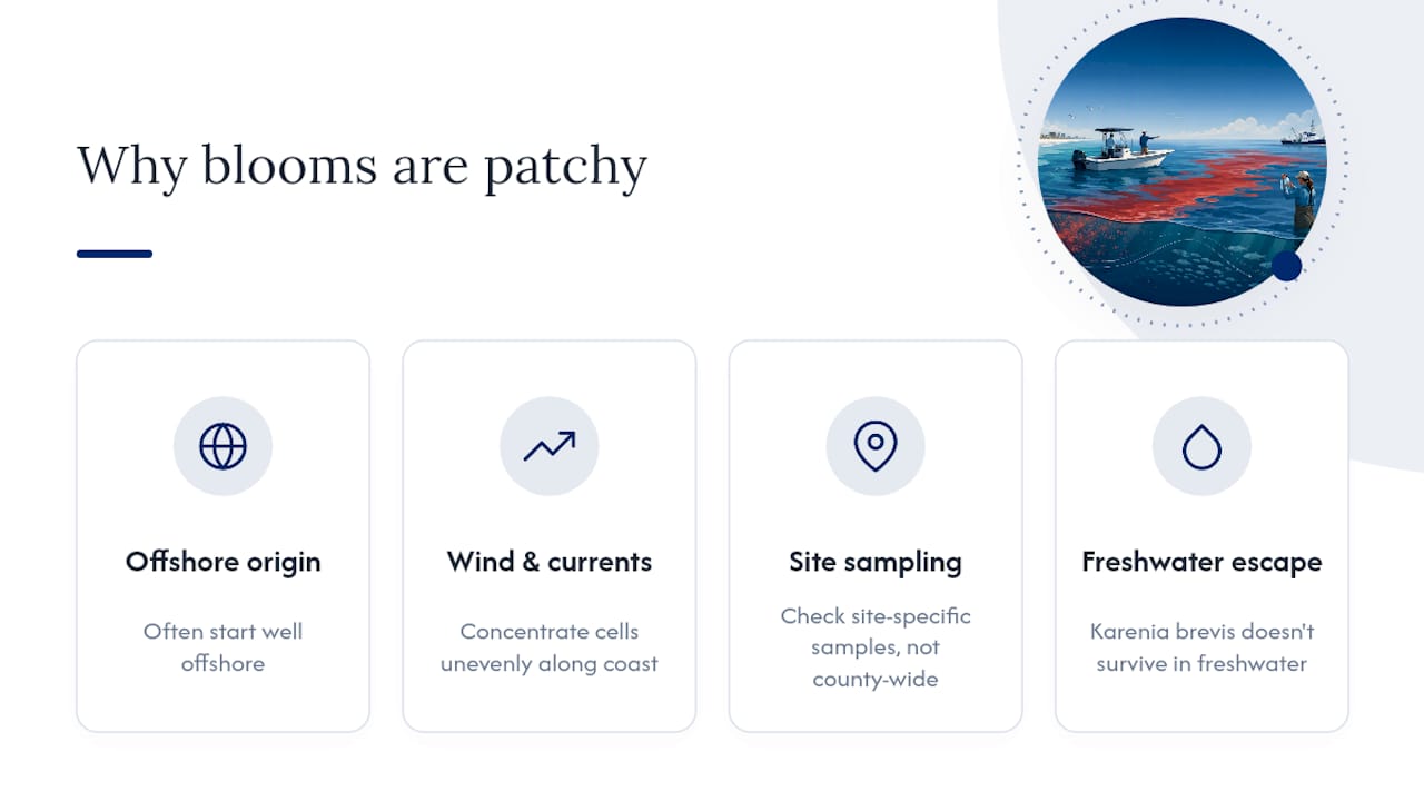 Diagram of patchy red tide bloom impacts