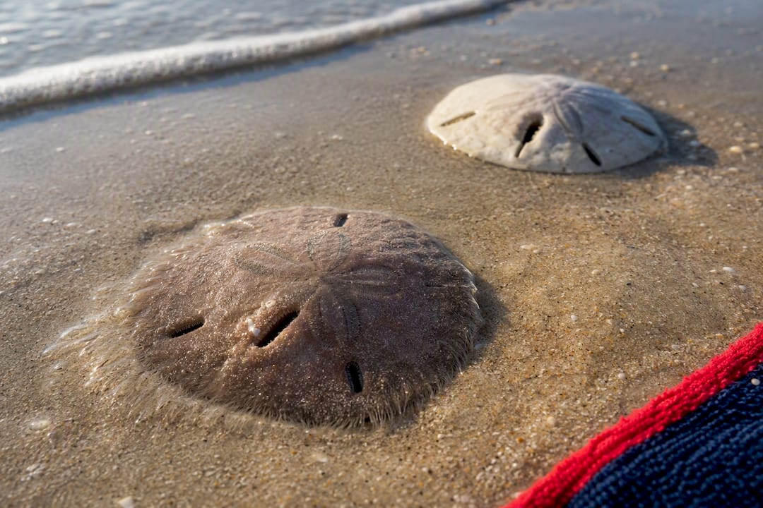 Live and dead sand dollars on Florida beach