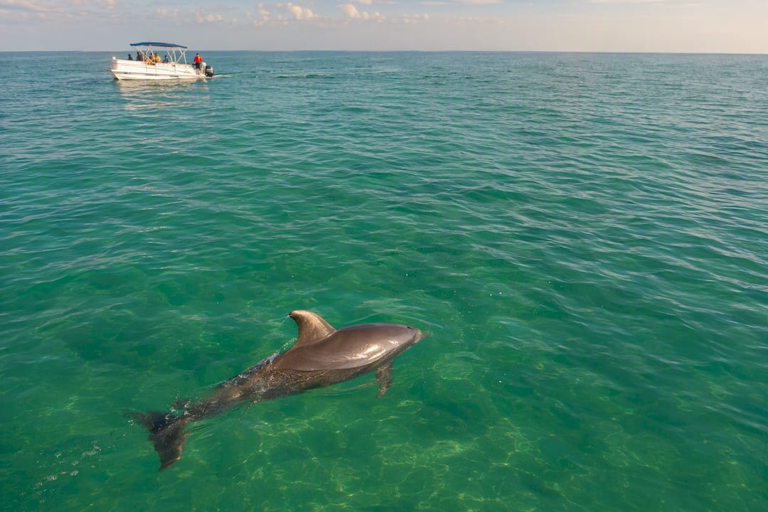 Wild dolphin swimming far from tour boat