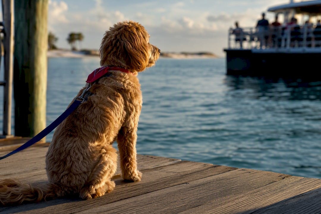 Leashed dog waiting near Shell Island ferry dock