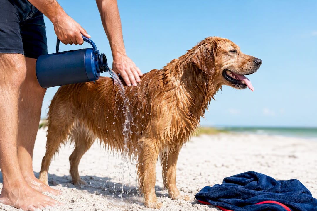 Owner rinsing dog with fresh water