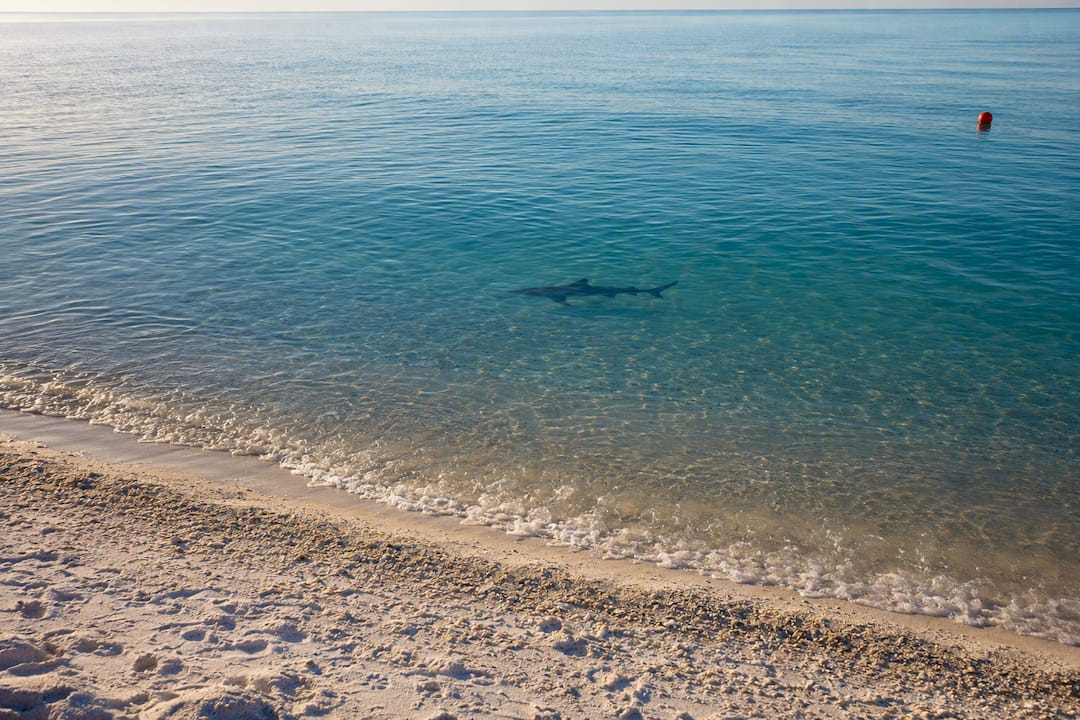 Distant shark beneath Panama City Beach waters