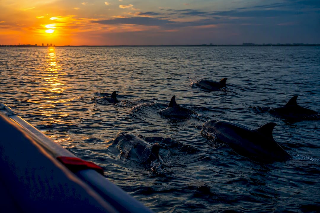 Dolphins surfacing during a private sunset tour