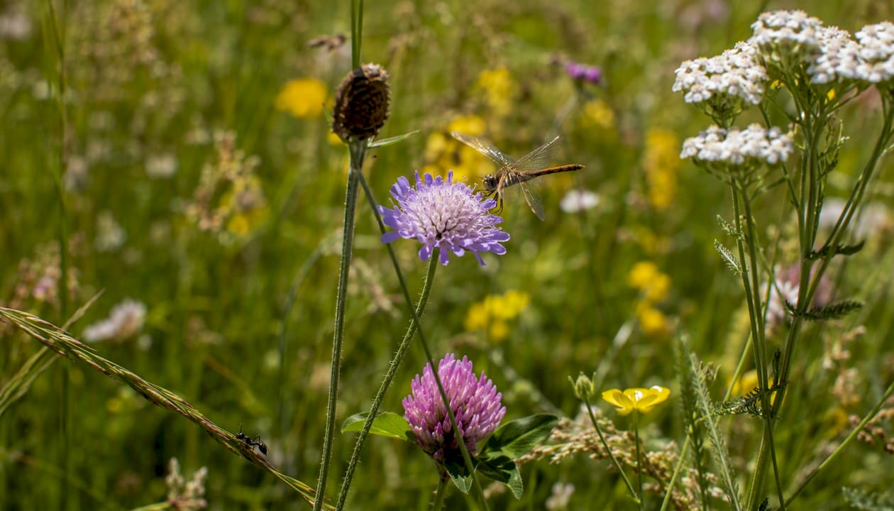 Wildflowers and insects in Swedish meadow