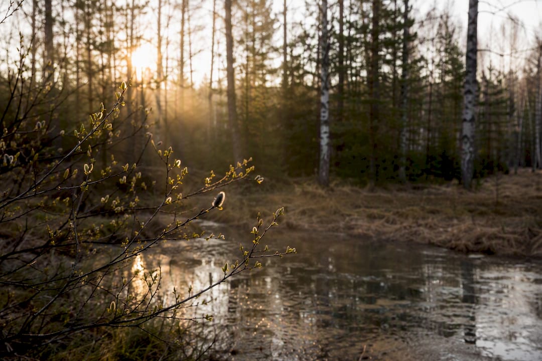 Sunrise over blossoming trees and pond edge